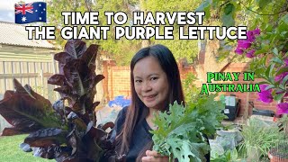 Time to harvest our Giant Purple Lettuce  Buhay Australia [upl. by Ogg]