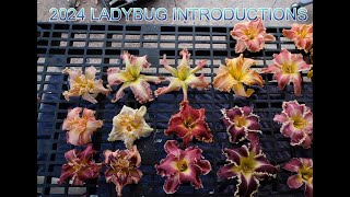 2024 LADYBUG DAYLILIES INTRODUTIONS [upl. by Cuthbertson]