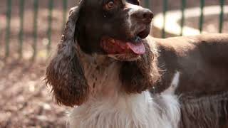 Cocker Spaniels The Ultimate Guide [upl. by Oiratno]