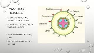 Vascular bundles in root and stem [upl. by Lora]