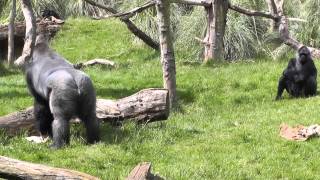 Kumbuka  Silverback Gorilla at London Zoo [upl. by Yznel]