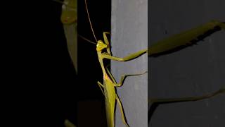 grasshopperപച്ചപുൽച്ചാടിshorts shortsfeed shortvideo short youtubeshorts grasshopper nature [upl. by Annenn]