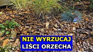 Nie Wyrzucaj Liści Orzecha Jak Wykorzystać Liście Orzecha Włoskiego Ściółkowanie Kompostowanie [upl. by Eberta]