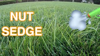 Easy way to control Nut Sedge in ANY GRASS  Test Run [upl. by Suoivatram665]