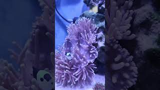 Anemonas en nano marino [upl. by Aguie777]