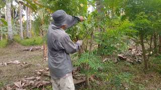 Harvesting Indigofera Plant A Milk Enhancer for Goats and Sheep [upl. by Merilee443]