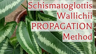 How I Divide And Propagate Schismatoglottis Wallichii House Plant [upl. by Afatsum]