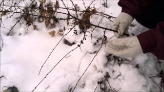 Winter Control of Buckthorn [upl. by Deland674]