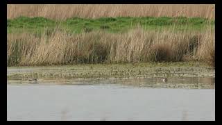 Garganey Bakers Fen Cambridgeshire 28424 [upl. by Sivlek744]