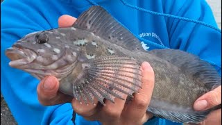 Kelp GREENLING Catch and Cook Trinidad CA [upl. by Eckmann]