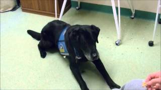 Dog Delivers Comfort to Nursing Home Residents [upl. by Dulcine]