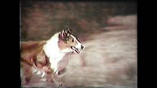 A Day in the Life Of Lassie  dog trainer Rudd Weatherwax promo film [upl. by Maguire615]