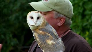 Meet the Barn Owl with Brian Bradley [upl. by Eimile]