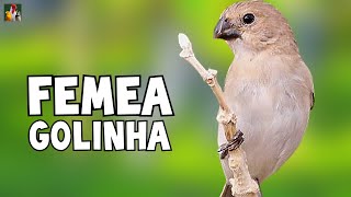 FÊMEA DE GOLINHA  Esquente Seu Golinha AGORA [upl. by Rettig]