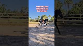 Awe 🥹 equestrians horseworld besthorse cutehorse beautiful lovethis horsetraining horses [upl. by Sinaj455]