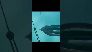 I Found the Kraken in Sea of Thieves shortsfeed seaofthieves [upl. by Trixie]