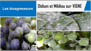 Bioagresseurs 33  Oîdium amp Mildiou su VIGNE [upl. by Lynna]