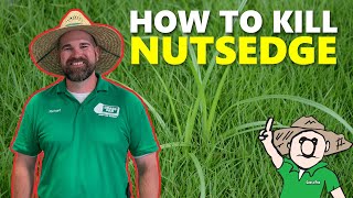 How to Get Rid of Nutsedge [upl. by Nylodam]