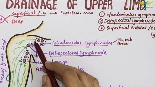 Lymphatic Drainage of Upper Limb  Lymph Vessels amp Lymph Nodes [upl. by Morton510]