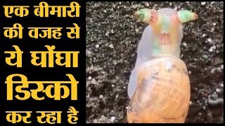 कैसे Leucochloridium Parasite ने एक साधारण घोंघे को Aggresive mimicry करा Disco snail बना दिया [upl. by Mosi]