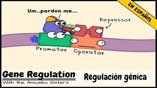 Regulación génica y el orden del operón [upl. by Assilanna483]