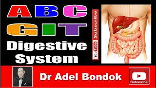 ABC of GIT Digestive System Dr Adel Bondok Making Anatomy Simple [upl. by Anillehs]