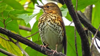 Thrush Bird Call  Thrush Bird Sound  Thrush Bird Hunting [upl. by Caswell]