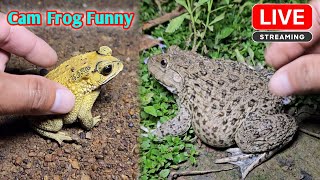 Boing boing catch frogs funny wep wep  funny frogs catching make you laugh [upl. by Adihsar]