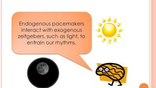 Biopsychology Biological Rhythms  Endogenous pacemakers [upl. by Norrahc]