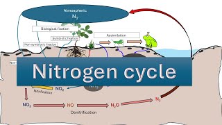 Nitrogen Cycle  Nitrogen fixation  NITRIFICATION  AMMONIFICATION DENITRIFICATION  ASSIMILATION [upl. by Aliban245]