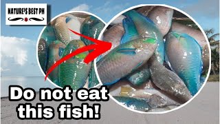 Parrot Fish Interesting Facts that you might didnt know  Natures Best Ph [upl. by Hadley]