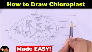 How to Draw Chloroplast Diagram Easily [upl. by Livi488]