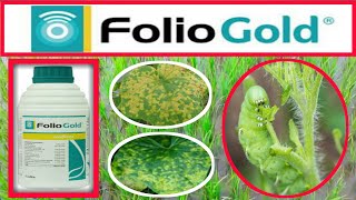 Folio gold fungicide  syngentaMefenoxam33  chlorothalonil 333sc  foliogold price dose result [upl. by Aniv]