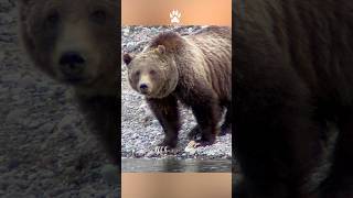 RIP Grizzly Bear 399 💔The Queen of Tetons Forever wildlife grizzlybear399 [upl. by Orazal773]