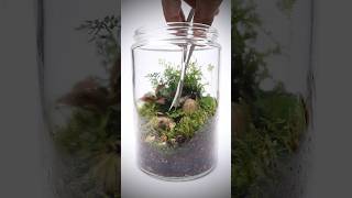 Caring for a closed terrarium [upl. by Applegate67]