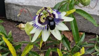 Xylocopa violacea erlastar arotza [upl. by Acirdna548]