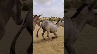 Donkeys Alone But Happy animals animals funny [upl. by Dennis]