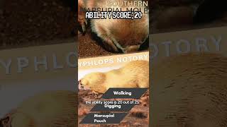 Southern Marsupial Mole Ranking animals wildlife australia facts [upl. by Allemrac]