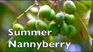 How To Identify Nannyberry In The Summer [upl. by Flatto]