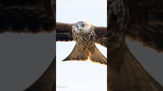 Spotting A Magnificent Red Kite In The Wild wildlife wildbirdphotography outdoorphotography [upl. by Jeromy]