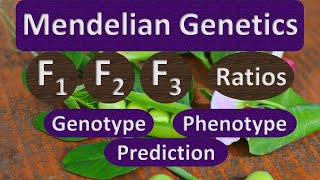 Mendelian Inheritance  F1 F2 amp F3 Crosses  Ratio Predictions Class 10 [upl. by Arriat]