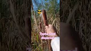 Dispersal of seeds in TyphaCat tail [upl. by Helbona]