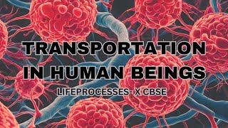 Transportation in Human Beings [upl. by Dibbell]