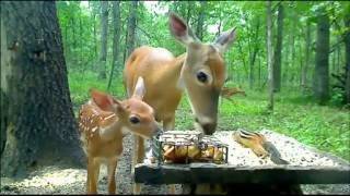 Doe with fawn [upl. by Eanwahs765]