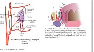 ENT Blood Supply to Palatine Tonsil [upl. by Herculie890]