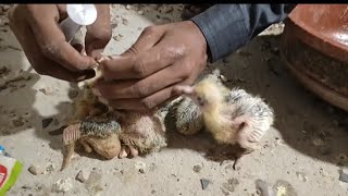 Howe to take care of a Baby pigeon  hand feeding Baby pigeon  how to to feed a baby pigeon [upl. by Sitto]