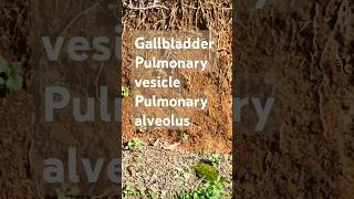 Gallbladder Pulmonary alveolus vesicle Ascende8q health family youtubeshorts [upl. by Demmer383]