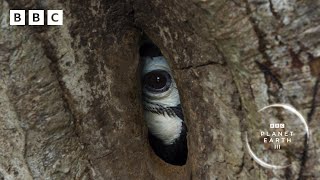 Devoted hornbill couple turn nest into fortress 🌳  Planet Earth III BBC [upl. by Biancha]