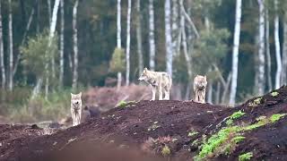 Wilki przeganiają czaple siwą 🐺🐺🐺🐺 [upl. by Ihc]