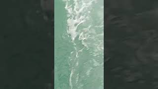 Arab Ocean  Oman  masirah Island youtube foryou trendingshorts trending youtubeshorts oman [upl. by Anallise359]